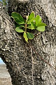 Strangler fig (Ficus aurea)