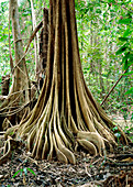 Buttress roots on a tree in swamp