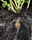 Potato roots