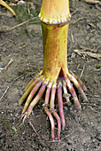 Corn adventitious roots