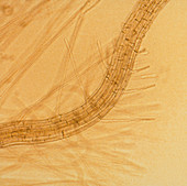 Thale cress root with root hairs