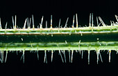 Stinging hairs on nettle stem