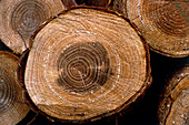 Growth rings on pine trunk