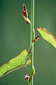 Spiral growth of a bindweed stem