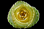 Spiral arrangement of leaf stalks of celery