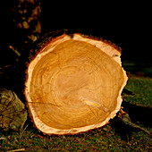 Cross section through trunk of hardwood