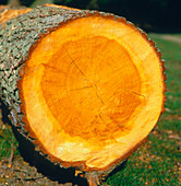 Cross section of an oak trunk