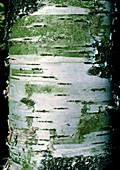 White bark of the silver birch tree