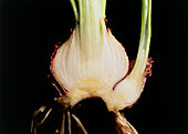 Hyacinth bulb: vegetative propagation
