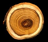 Growth rings on tree trunk