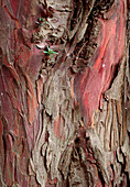Yew tree bark