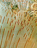 Monarch birch trunk