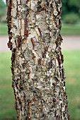 Dahurian birch tree trunk