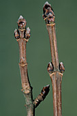 Field maple branches (Acer campestre)