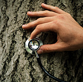 Tree health