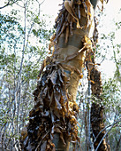 Euphorbia trunk