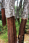 Cork oak trunks