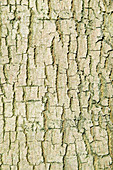 Common lime tree bark