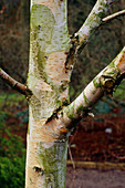 Betula utilis x jacquemontii bark