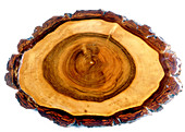 Walnut tree trunk