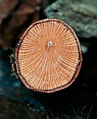 Growth rings of Evergreen Oak tree