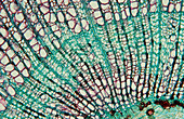 LM of a section through a lime tree stem