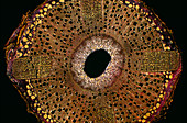 Plant stem,light micrograph