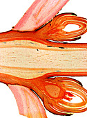 Sycamore stem,light micrograph