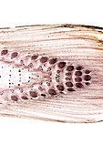 Common horsetail stem,light micrograph