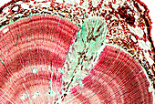 Pine tree stem,light micrograph