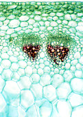 Groundsel stem,light micrograph