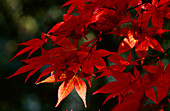 Maple leaves in autumn colours
