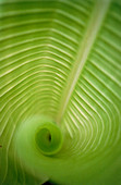 spirally-coiled leaf of banana plant