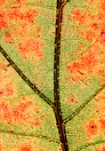 Leaf of Red oak in autumn colour