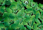 Water cabbages,Pistia stratioites