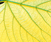 Veins in a lady's mantle leaf