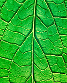Comfrey leaf veins