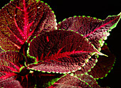 Close-up of the leaves of a Coleus sp