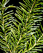 Close-up of the leaves of the spruce tree