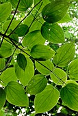 Leaf pattern of a rainforest tree