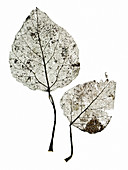 Leaf skeletons