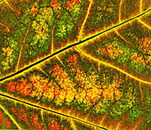 Autumnal leaf surface