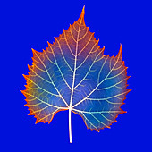 Leaf veins,X-ray