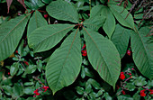 Bottlebrush buckeye leaves