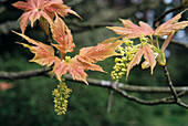 European maple leaves