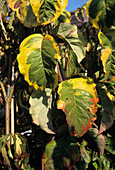 Rainbow dogwood leaves