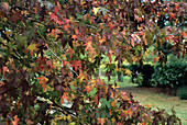 Sweetgum tree leaves