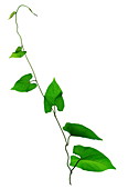 Bindweed leaves (Convolvulus sp.)