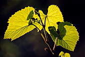 Amur river grape leaves (Vitis amurensis)