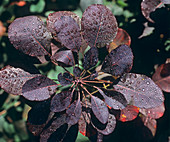 Smoketree leaves